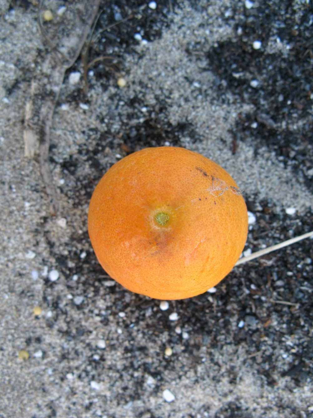            Fruit (Winter Haven, FL)   